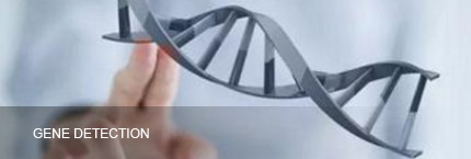 Investment Field   Yinfeng Biological Group.,LTD
