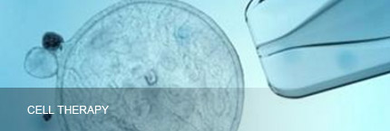 Investment Field   Yinfeng Biological Group.,LTD